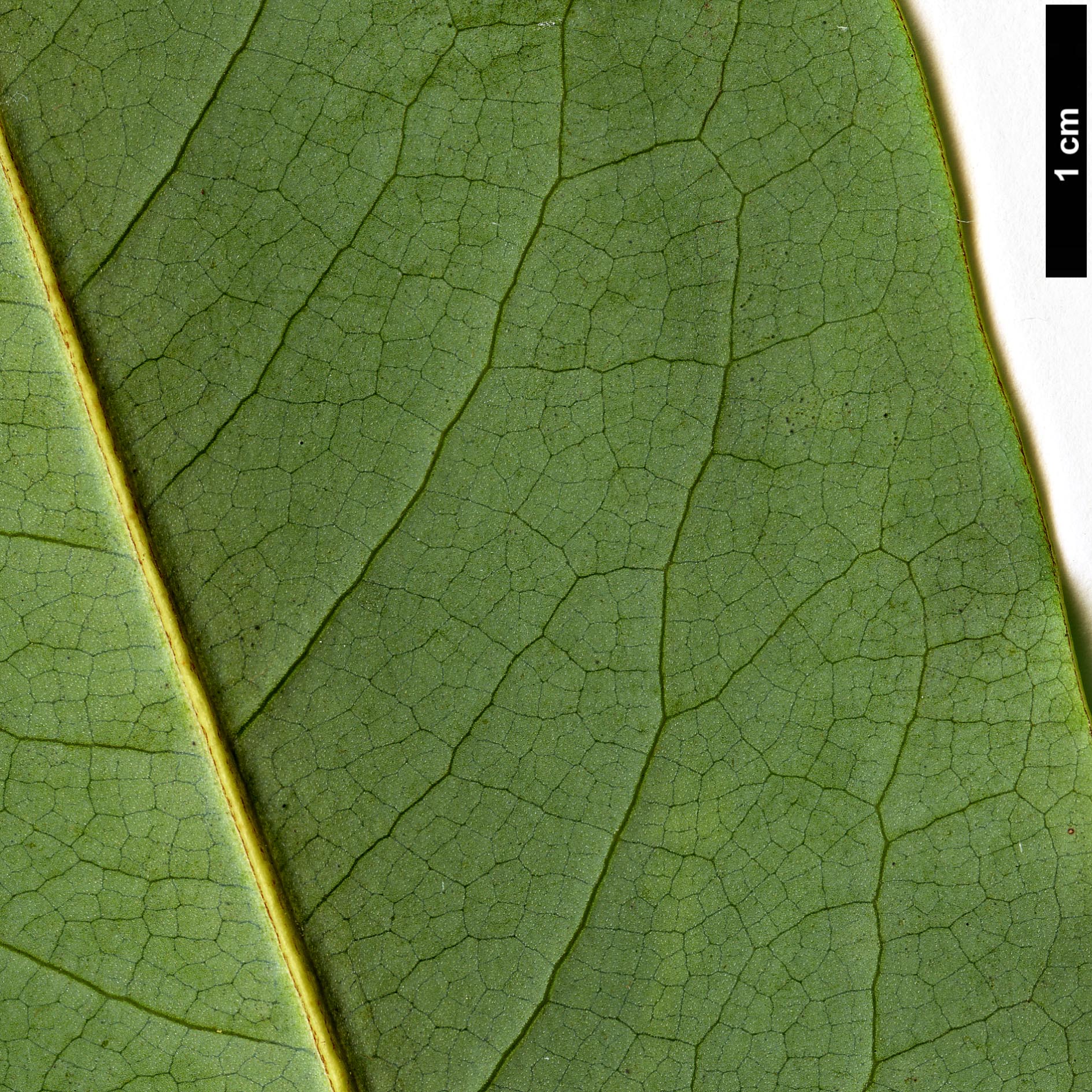 High resolution image: Family: Magnoliaceae - Genus: Magnolia - Taxon: cavaleriei - SpeciesSub: var. platypetala